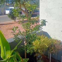 15 Gallon Kumquat Trees