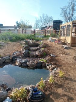 Koi Pond 