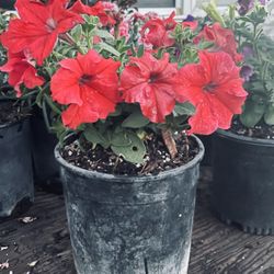 Petunias