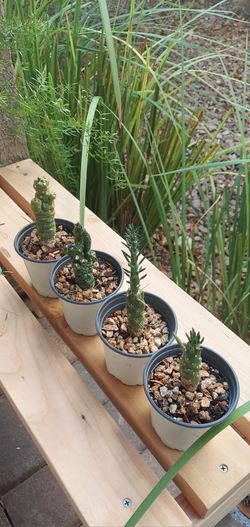 Living Plant 🌱Needle Vactus on 4"H Pot ::: Outdoor ::: $3/Pc