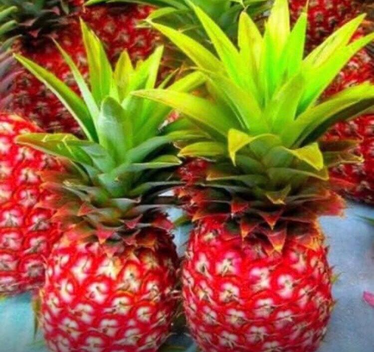 Red Mini Pineapple Fully Grown Plant 2 Gallon