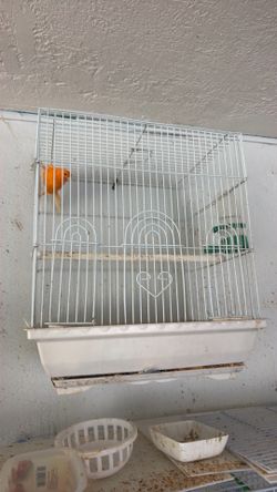 Canary cages