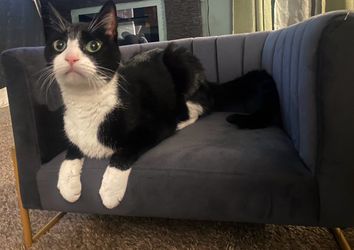 Pet Couch