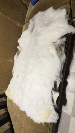 SHEEP SKIN RUG