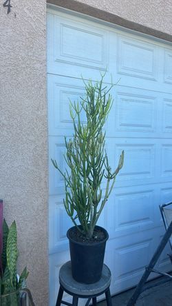 Large Pencil Cactus in Black Pot 48 inches tall