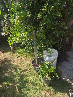 Avocado Trees