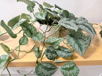 Large and long satin pothos