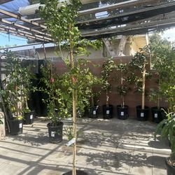 Calamondin Plant For Sale