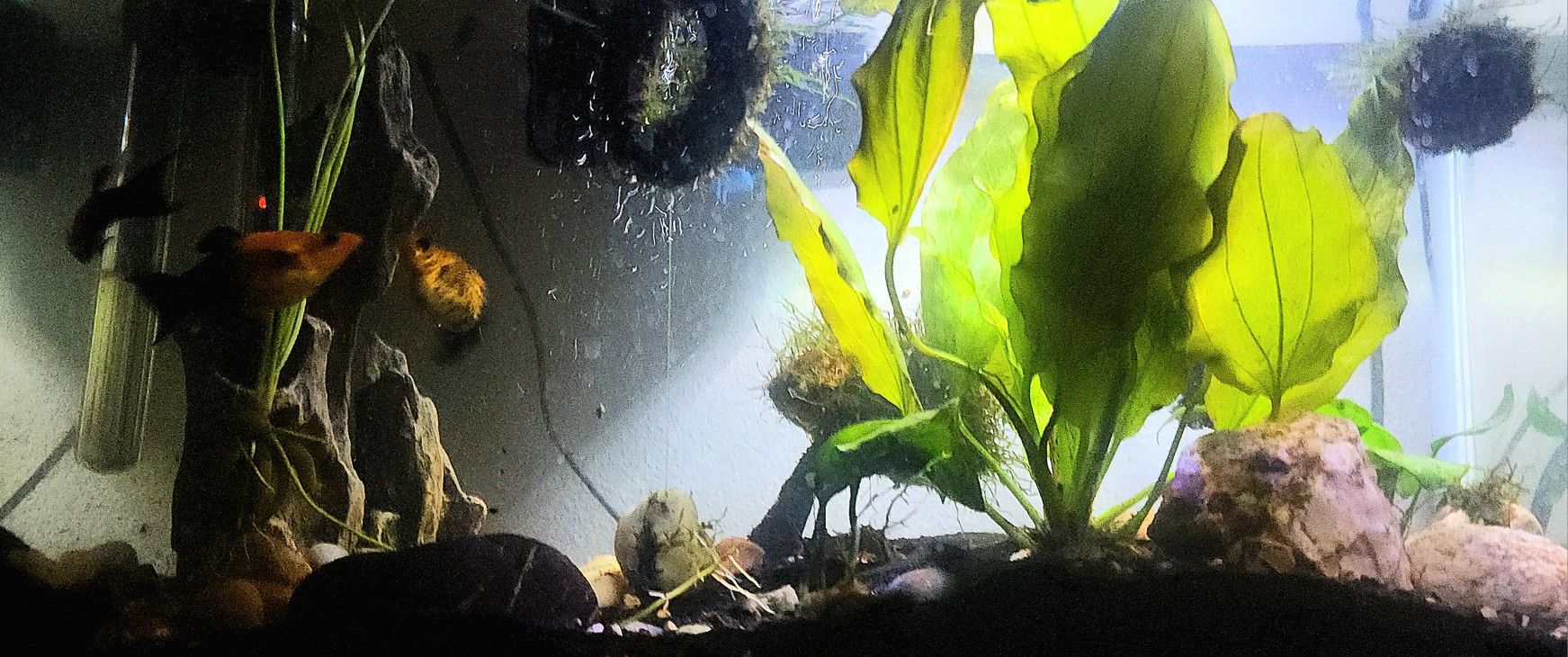 Bio Fish Tank