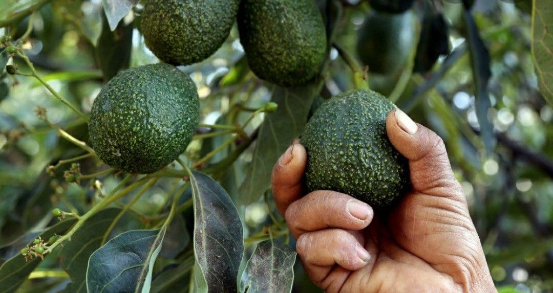 Avocado seedlings