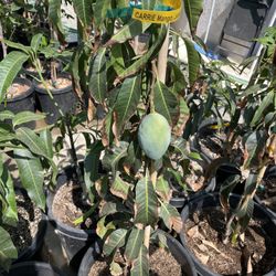mango trees