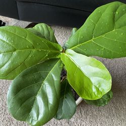 Fiddle Leaf Fig Plant Natural