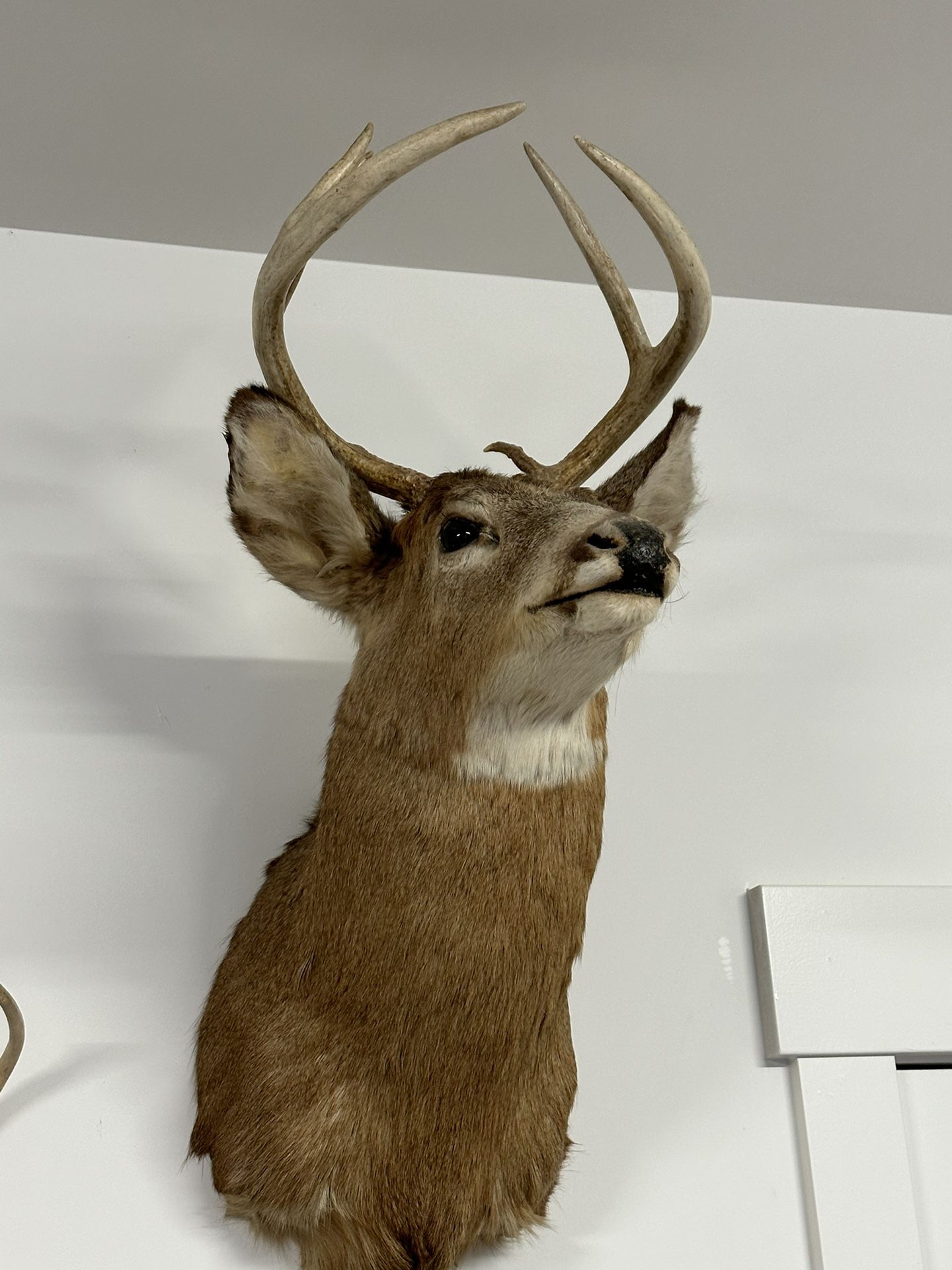 Whitetail deer mount