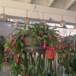 Hanging Christmas Plant 