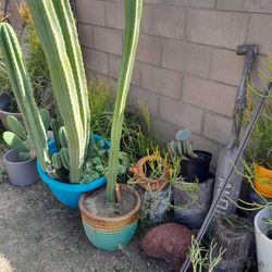 Huge Multi Post Cactus Potted Beauty 5 Foot