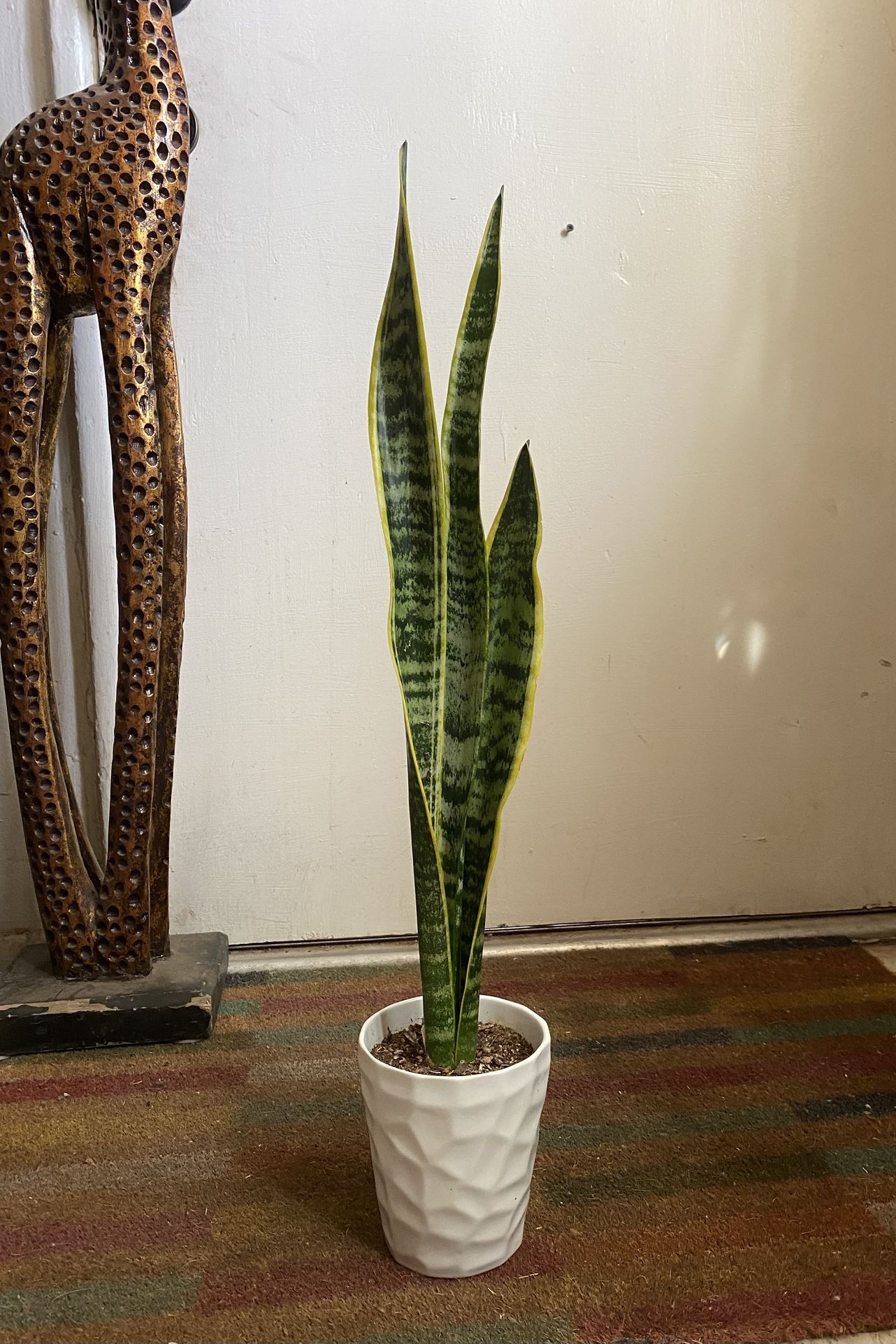 Indoor Mother-in-Law Or Snake Plant