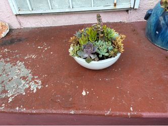 Boul de plantas