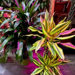 Dracaena Indoor Plant ( Floor Plant ) Cây Phát Tài Xanh - Vàng