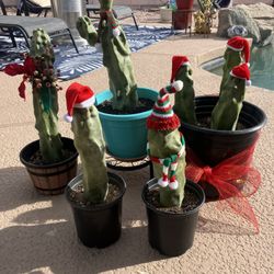 Live Propagated Totem Pole Cactus , Garland, Wreaths! Special Deal Today! 
