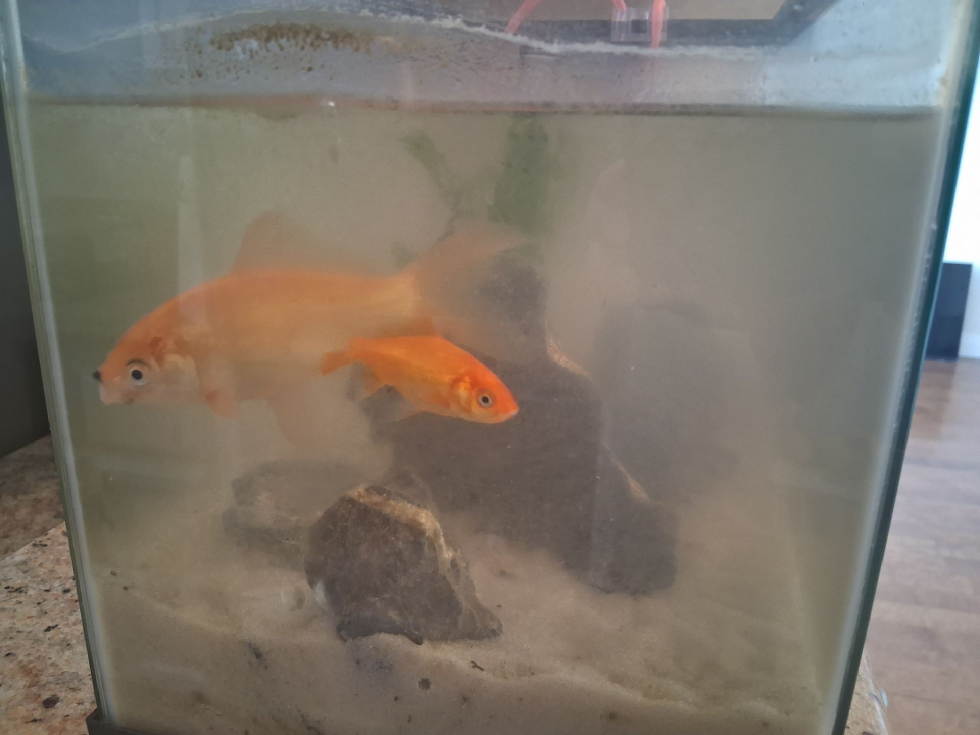 Selling Fish Tank And Supplies