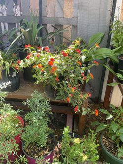 Lantana plant
