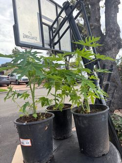 Papaya Tree Seedlings in Nursery Pots