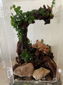 Jumping spider enclosure