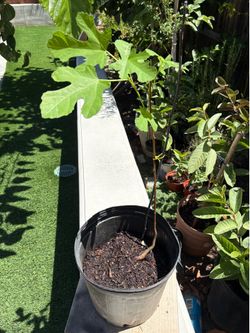 Nice Healthy Fig Tree in a 5 gallon pot.