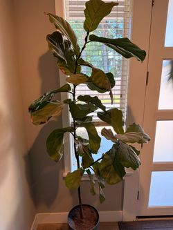 Free Houseplants