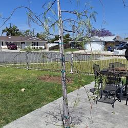 Living Pepper Tree