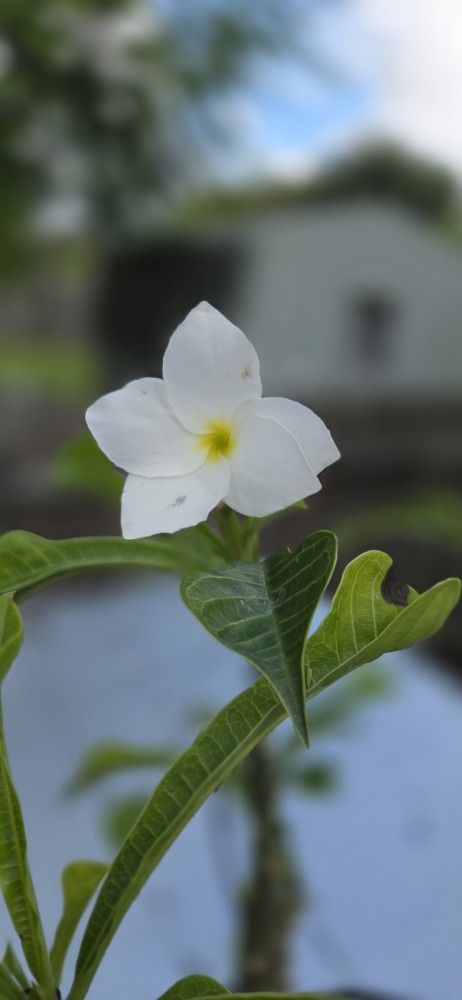 Bridal Bouquet Plumarias Rooted And Ready To Plant 