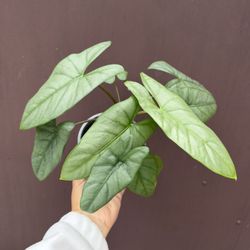 Alocasia Corazón In 5” Pot W/2 Plants In The Pot 