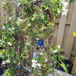 Jazmine   trellis  4Ft $45 each 2 for $80