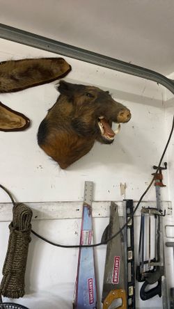 Boar Taxidermy 