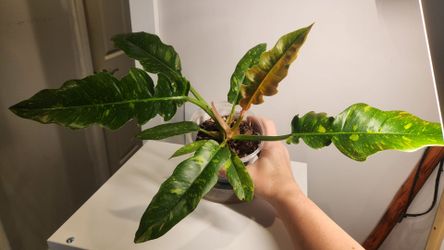 Philodendron Ring of Fire