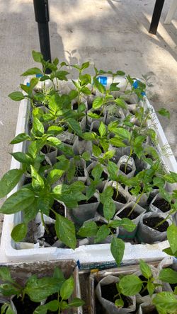 Organic bell  pepper plants