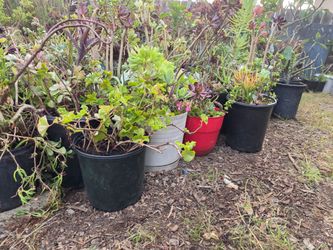 Plant sale. $5 / 3 gal pot. Can deliver