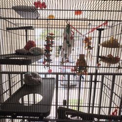 Large Bird/Flying Animal Habitat With Toys