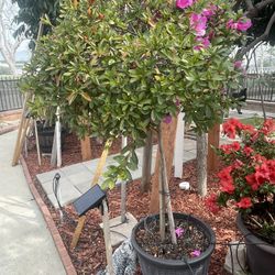 Purple Azalea  Flowers Tree In 15 Gallons Pot . Pick Up El Monte. Cash Only 