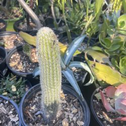Cereus Icosagonus Cactus