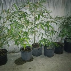 Bamboo Buddha Belly Hedge Plants 