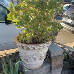 Jade Plant Big In 20 Gallo Foam  Decorative Pot.  