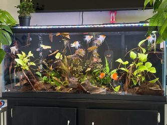 Fish tank supplies 55g free fish