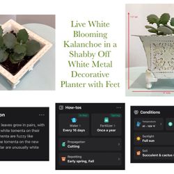 Live White Blooming Kalanchoe in a Shabby Off White Metal Decorative Planter with Feet