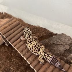 reptile/gecko supplies (substrate, tanks, decor etc.)