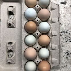 Fresh Organic Chicken Eggs