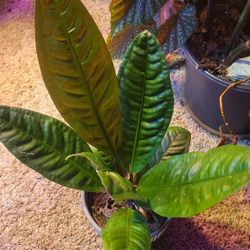 Anthurium House Plant