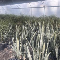 Small Elephant Tail Plant And Other Plants For Sale🌱