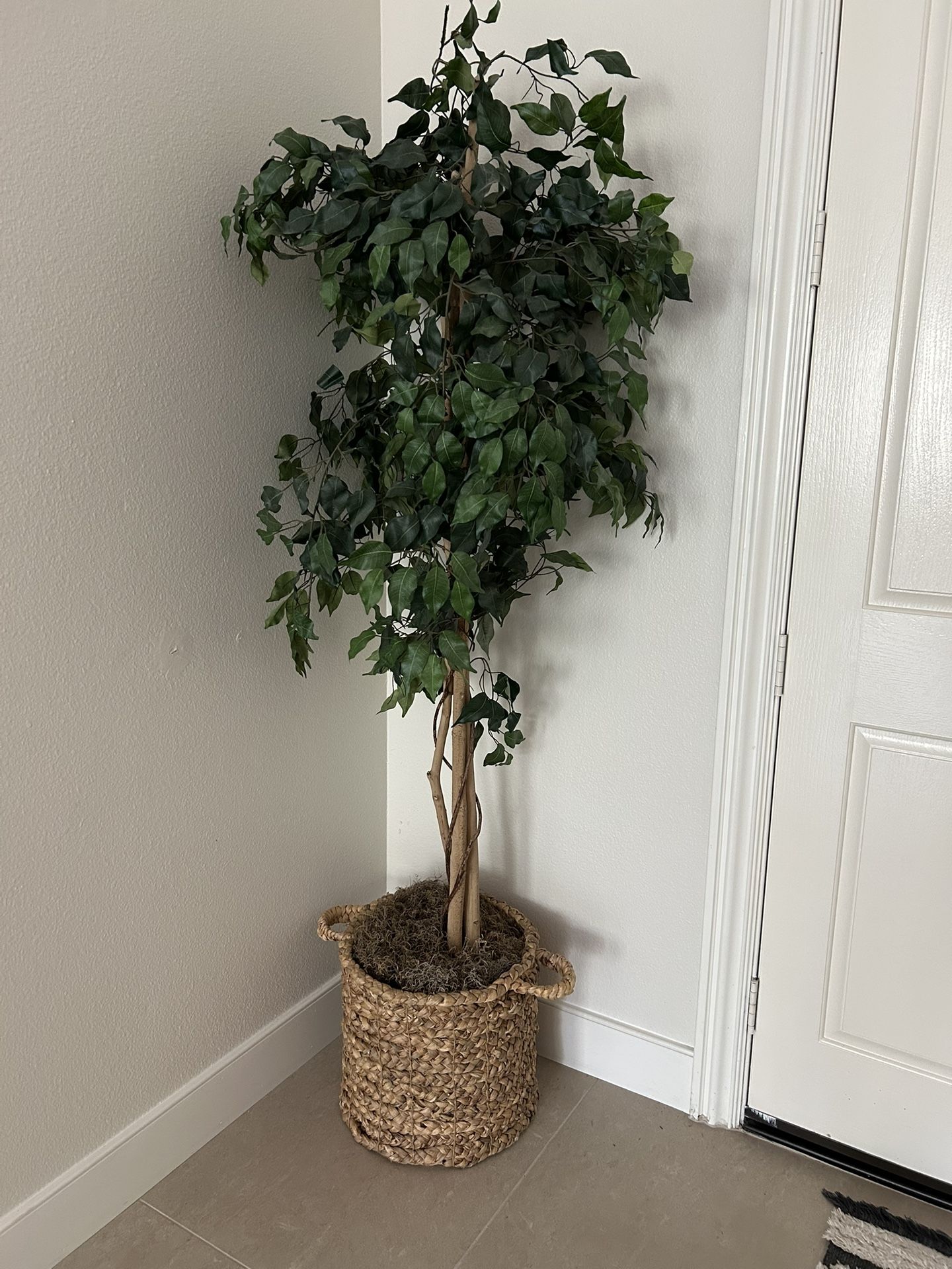 Fake Plant 6 Feet tall