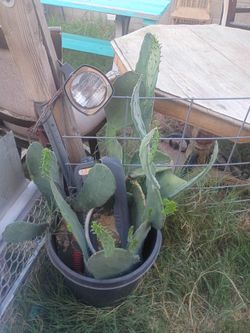 Mature cactus